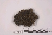 藏品(卷葉苔屬)的圖片